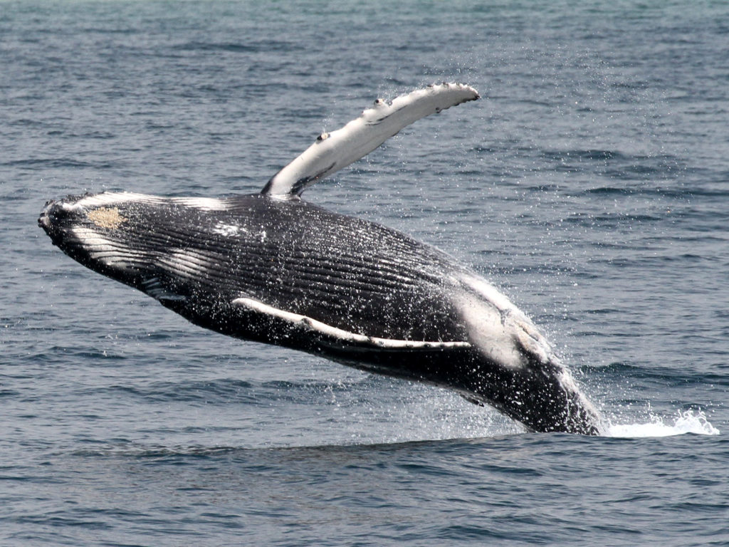 クジラ情報 の話 バイロンベイ観光